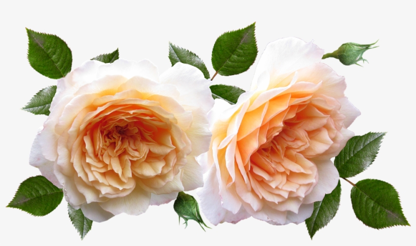 Roses, Flowers, Plants, Garden, Perfume - Garden, transparent png #846753