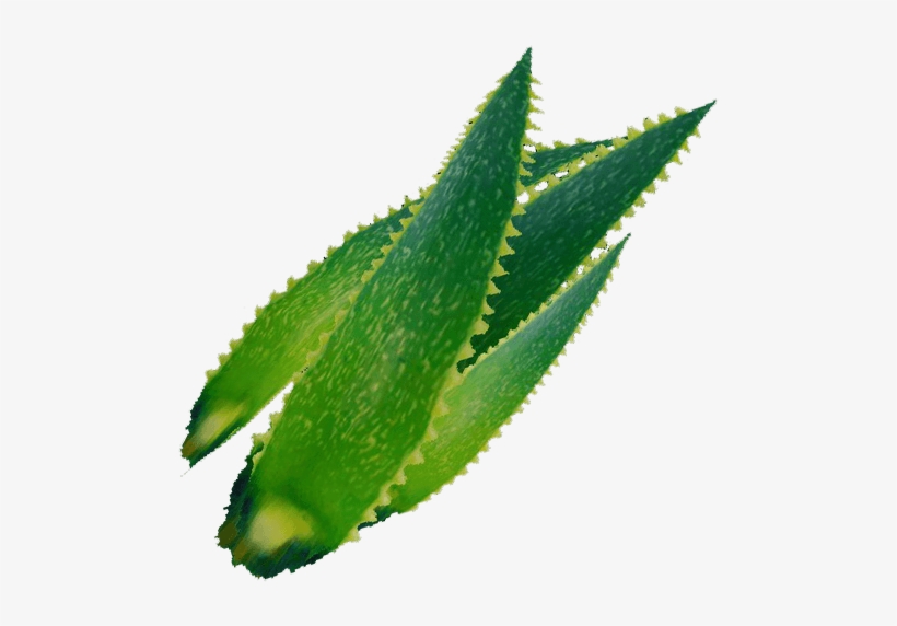Medicinal Plants, transparent png #846885