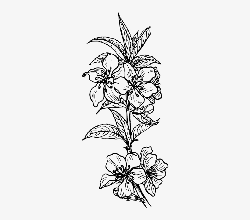 Outline, Plants, Tree, Flower, Branch, Plant, Nut - Plant Clip Art, transparent png #846954
