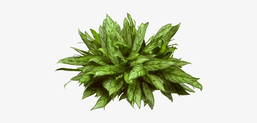 The Plant Lady - Aglaonema Silver Queen Png, transparent png #847027