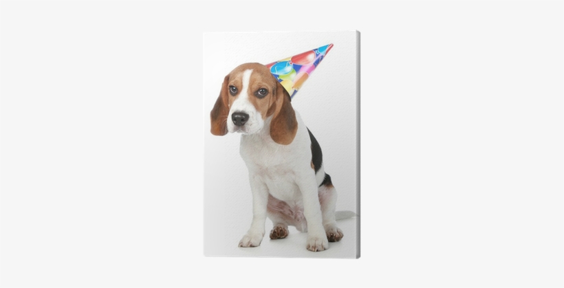 Beagle Puppy With Birthday Party Hat Canvas Print • - Happy Birthday Pet Beagle, transparent png #849225