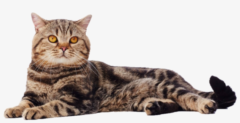 British Shorthair - Cat, transparent png #849695