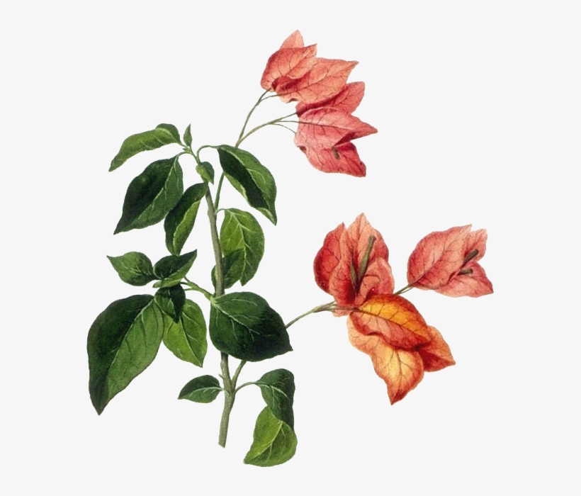 Bougainvillea Drawing Botanical Illustration - Botanical Drawings Flowers, transparent png #849957