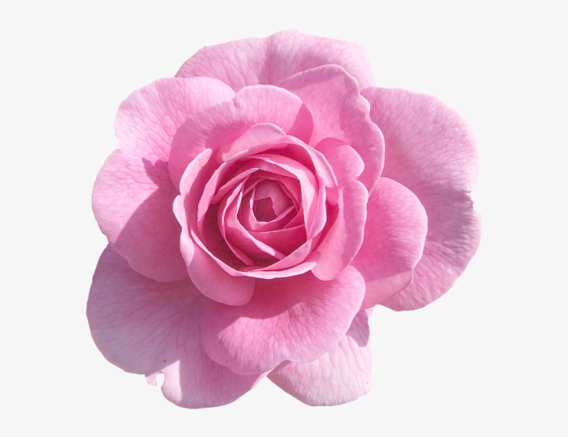Pink Rose Png, Pink Roses, Light Pink Rose, Pink Flowers, - Light