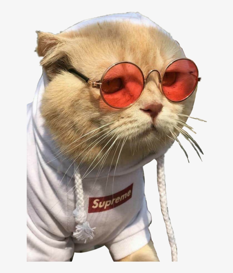 Sunglasses For Cat, transparent png #8406130