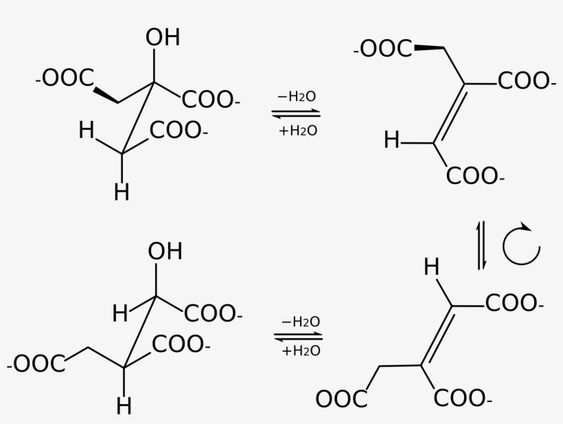 Aconitase Steps Stereo - Cis Aconitat, transparent png #8406362