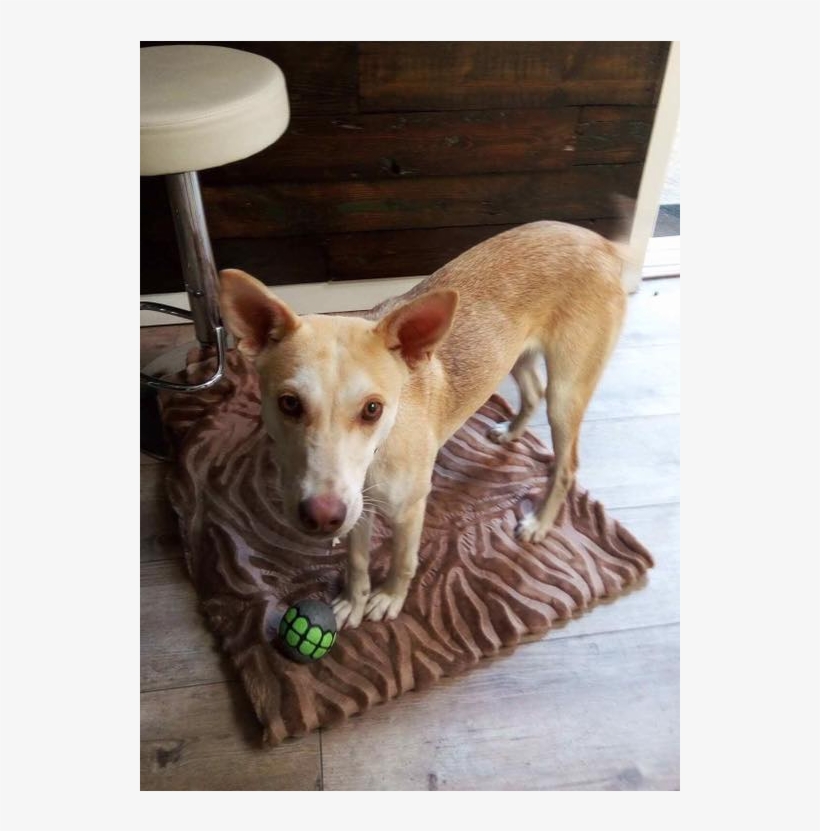 Bambi3 - Companion Dog, transparent png #8406860