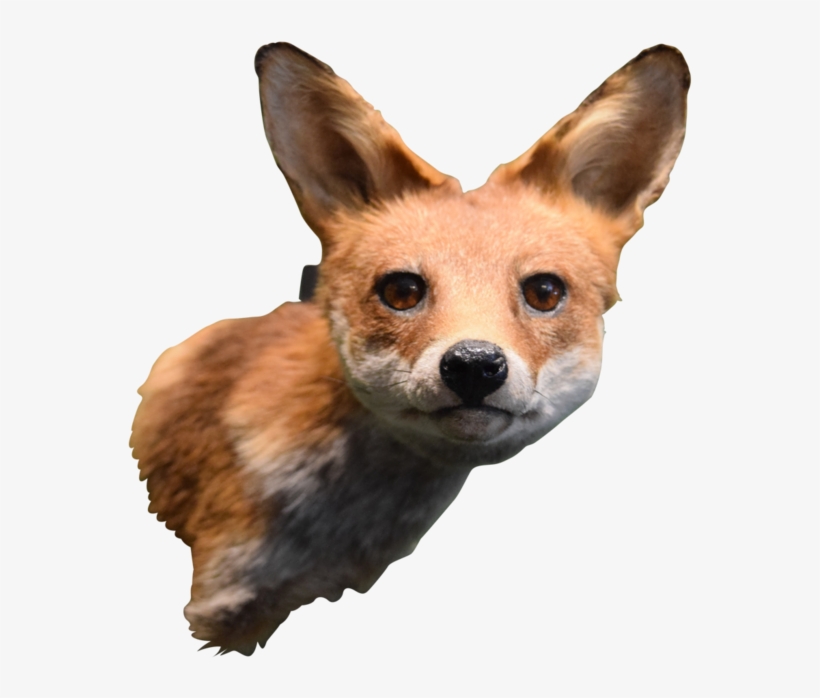 Roblox Fox Head