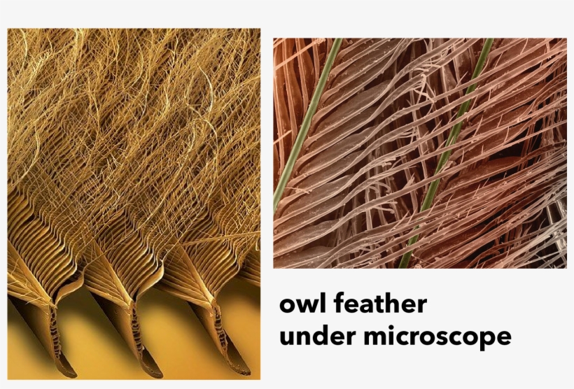 Chaise Lounge Inspired By Owl's Feather - Barbules In Owl Feathers, transparent png #8407613