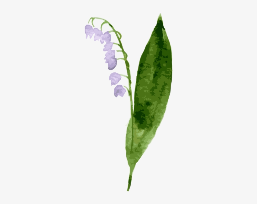 Bellflower Picture - Lily Of The Valley, transparent png #8408648