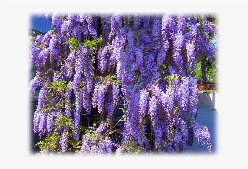 Japanese Wisteria - Plante Vivace Grimpante, transparent png #8409126