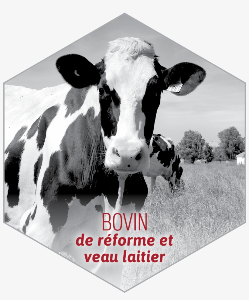 Icon 1549619 960 720 - Dairy Cow, transparent png #8409909
