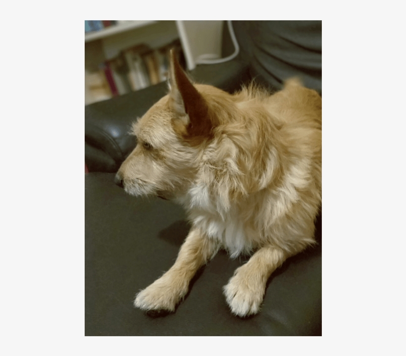 Photo Of Shaggy - Companion Dog, transparent png #8410824