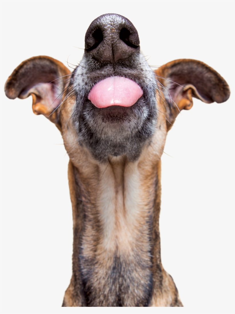We Can All Agree That We Want Our Pets To Live Long, - Dog, transparent png #8410857
