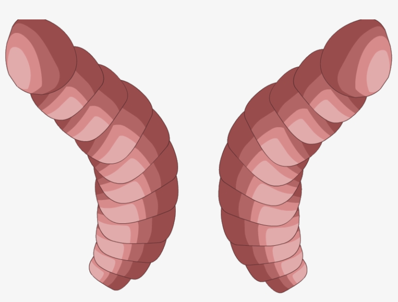 Worms Png - Illustration, transparent png #8410922