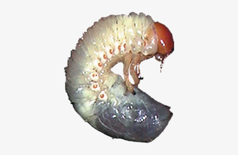 Grub Worm Transparent, transparent png #8410969