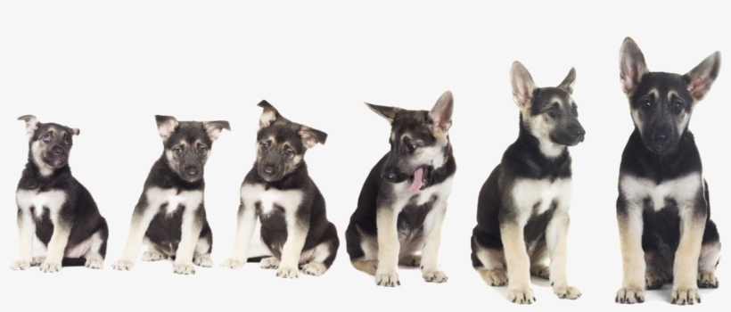 Growing Puppy Gs Png M - Pastor Aleman Cachorro Ojos Azules, transparent png #8411102