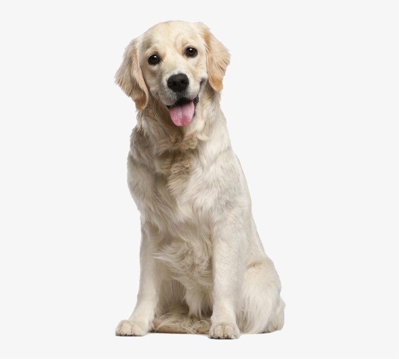 Kevin Beauchamp - Dog Png, transparent png #8411278