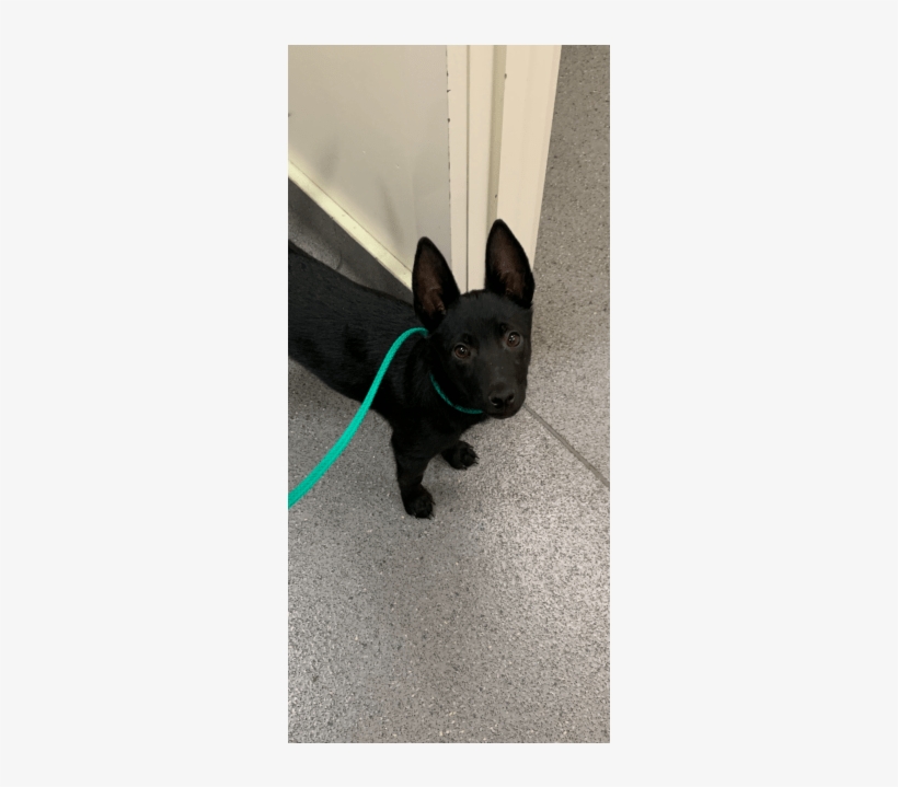 Photo Of Bruce Wayne - Companion Dog, transparent png #8411481