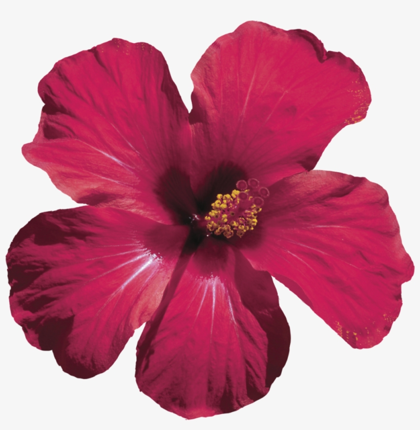 We Handcraft Each Floral Elixir With Love - Real Red Flowers Png, transparent png #8411699