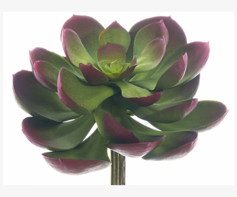 5"lx6"w Soft Echeveria Pick Green Burgundy - White Mexican Rose, transparent png #8414245