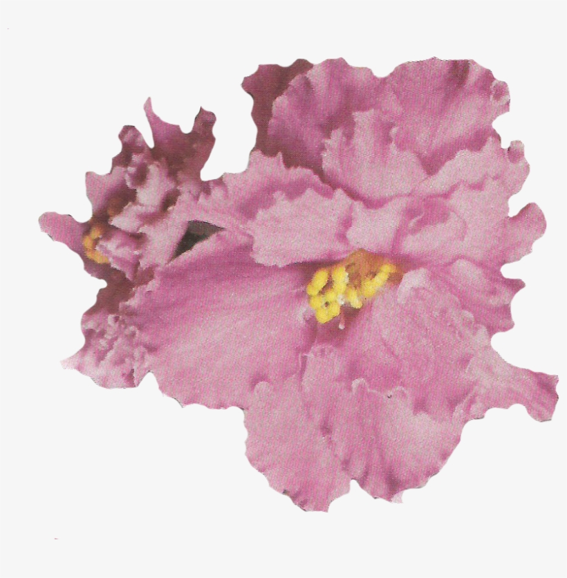 And For This Relaunch - Artificial Flower, transparent png #8414310