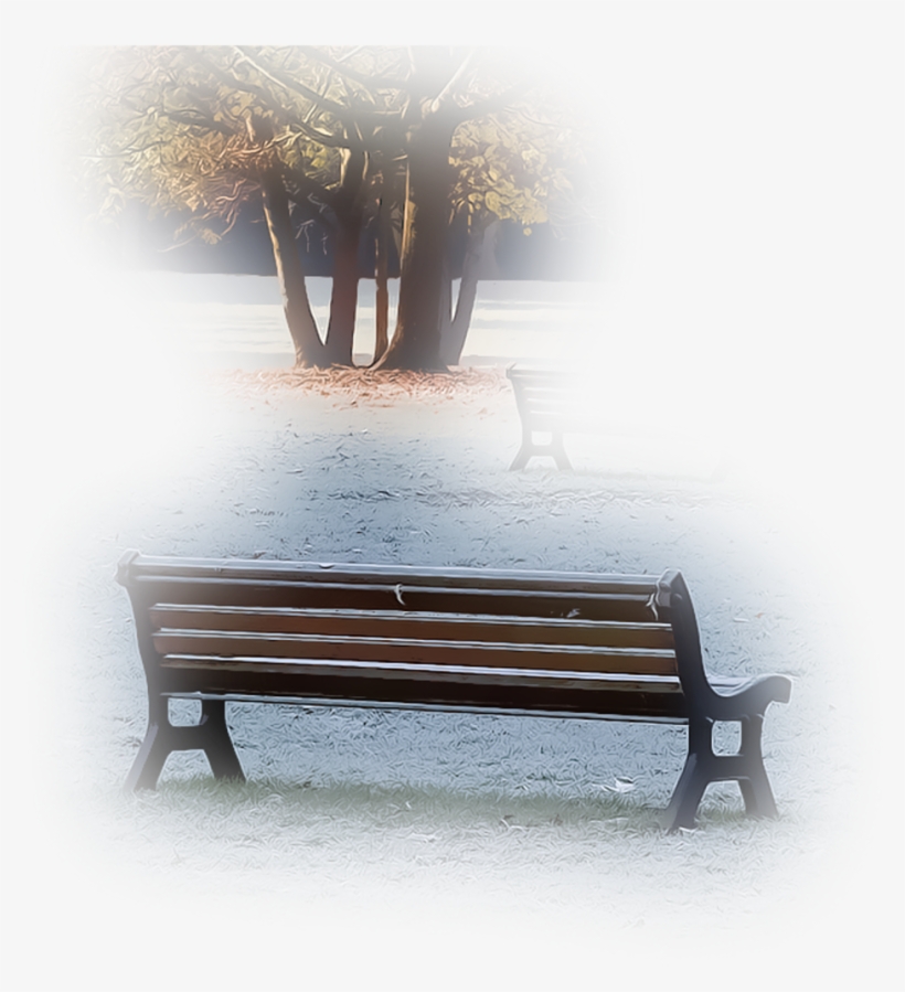 Tree Park Bench Garden Field Nature Foreground Backgrou - Bench, transparent png #8417579
