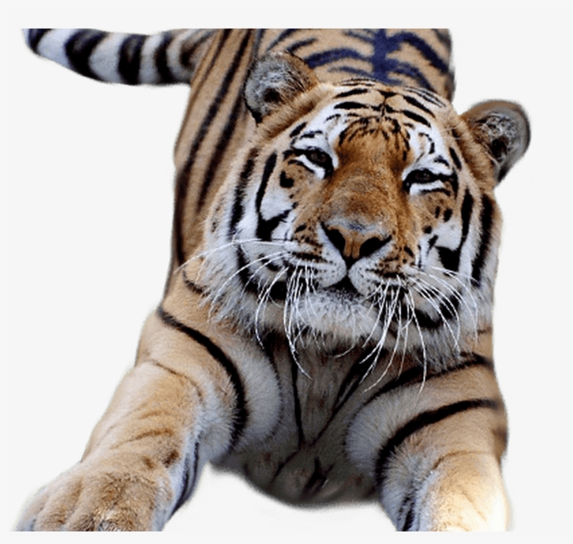 White Tiger Clipart Transparent Pencil And In Color - Gucci Tiger With Transparent Background, transparent png #8421130