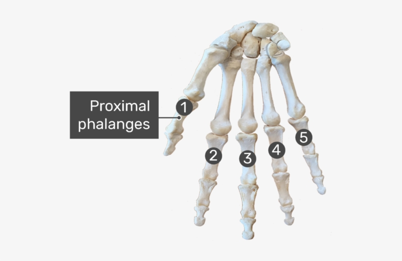Proximal Phalanges Bone - Real Carpal Bones Anterior View, transparent png #8422273