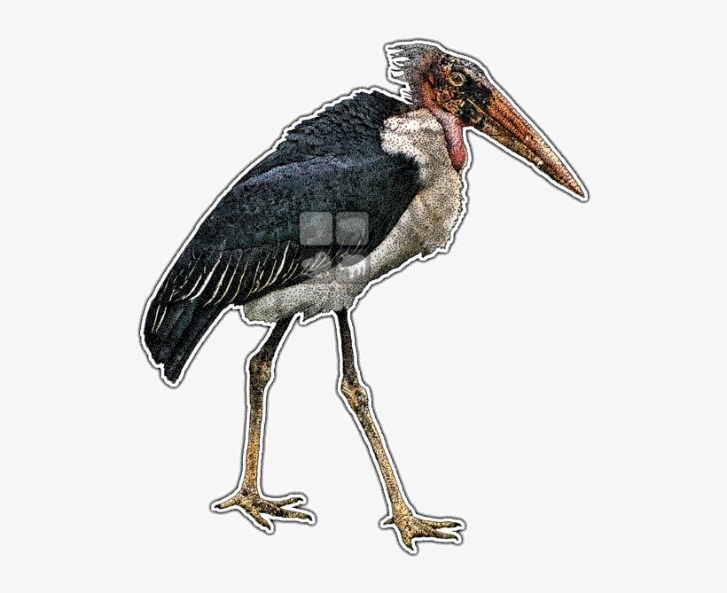 Marabou Stork Line Art And Full Color Illustrations - Marabou Stork Drawing, transparent png #8424164