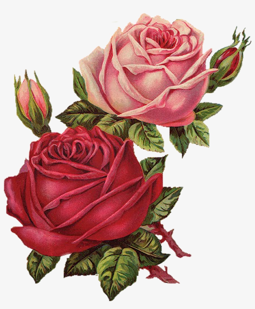 Flower Flowers Flores Vintage Flor Rosa Rosespink Roses - Aesthetic Rose Transparent, transparent png #8424435