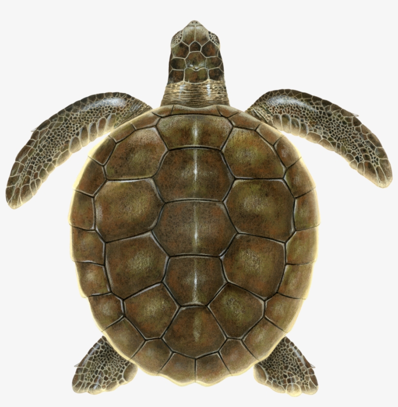 Juvenile Flatback Sea Turtle, transparent png #8425699