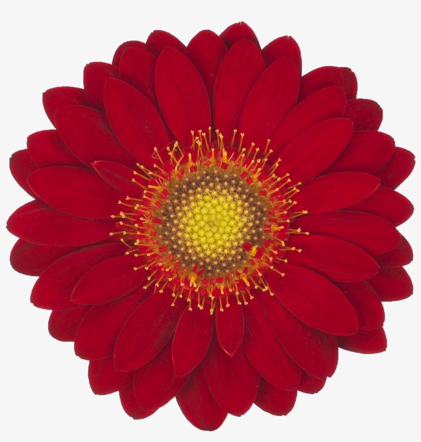 Red Velvet - Adornos Por Mes Morado, transparent png #8425952