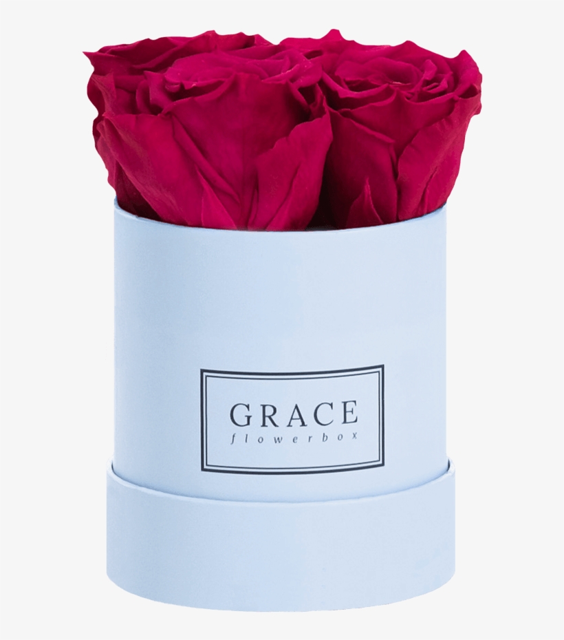 Garden Roses, transparent png #8427205