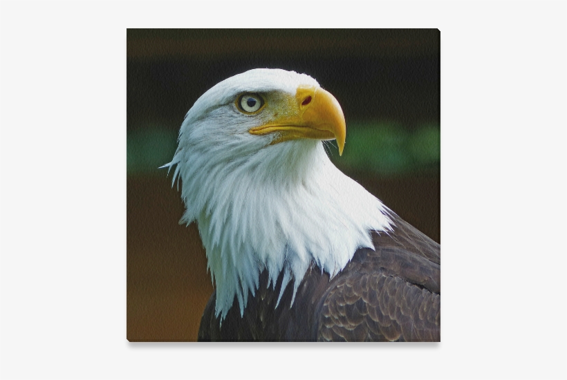 American Bald Eagle Head, transparent png #8427296