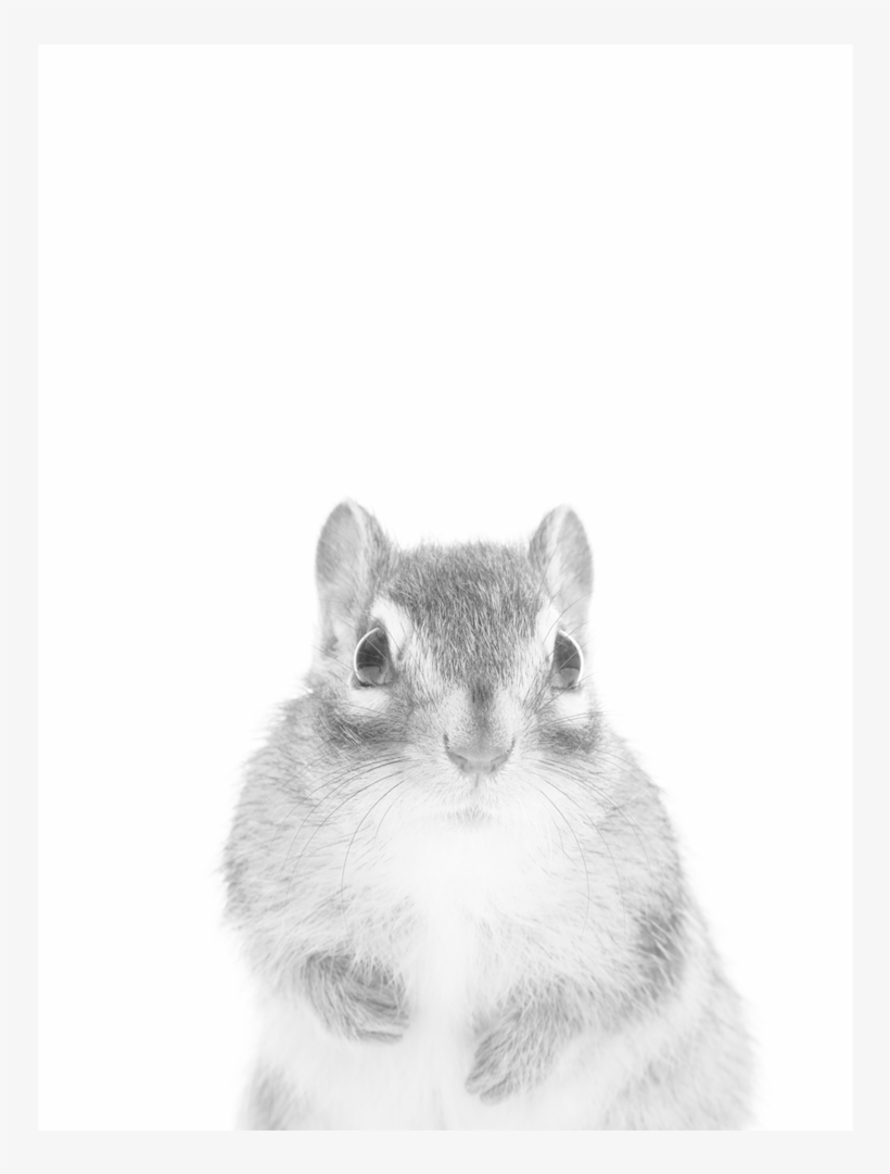 Grey Squirrel, transparent png #8427401