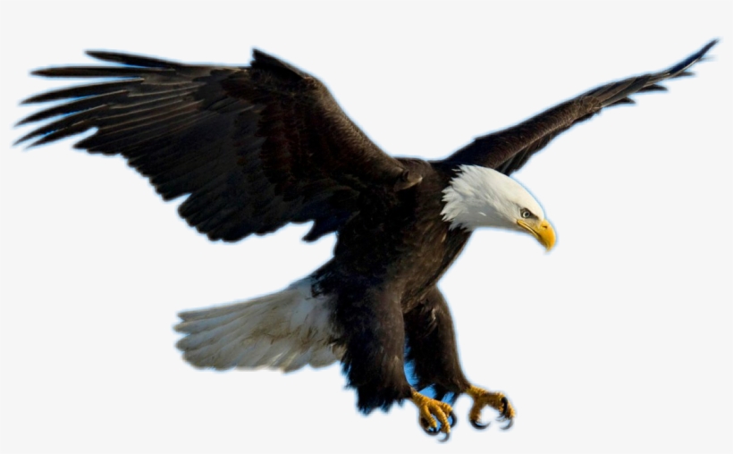 Bald Eagle Clipart Picsart - Eagle Flying, transparent png #8427602