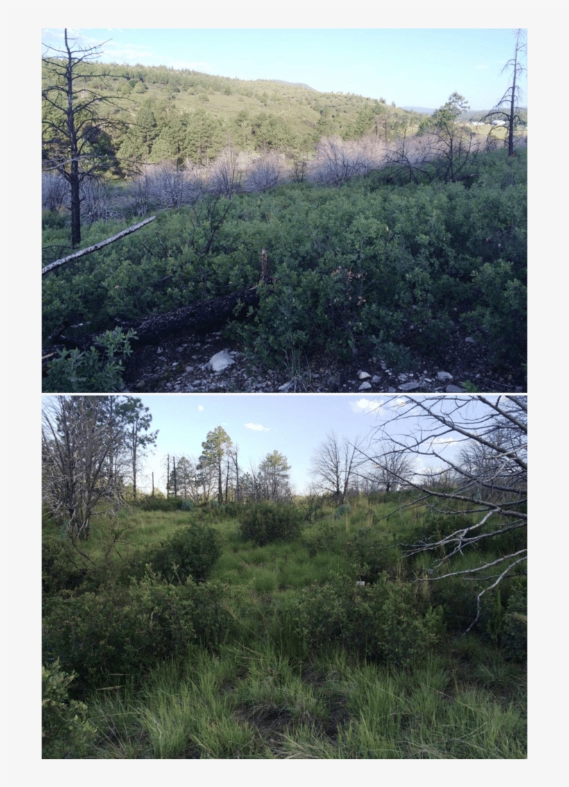 Survey Location For The Peñasco Least Chipmunk In James - Larch, transparent png #8427829