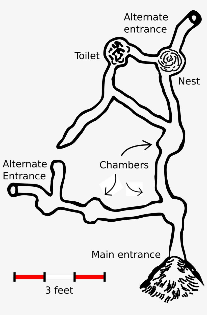 Thirteen Lined Ground Squirrel Burrow, transparent png #8428119