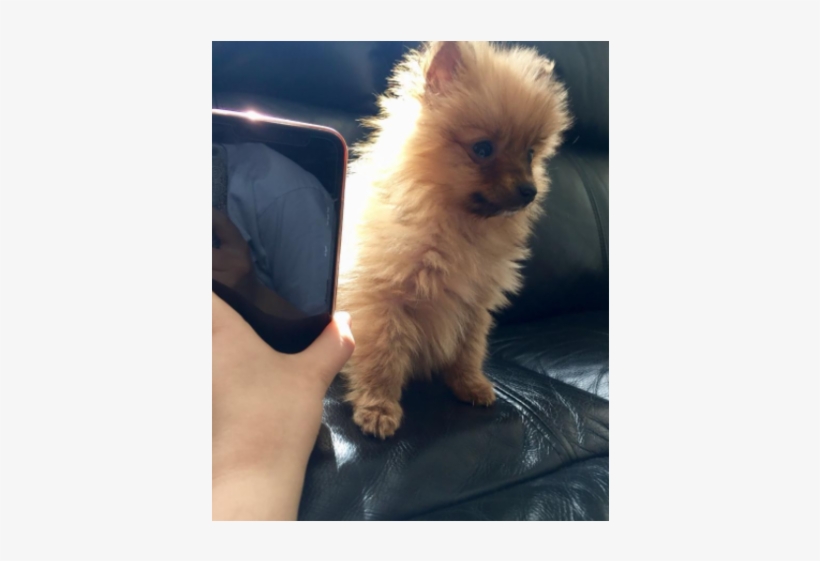 Teacup Pomeranian Puppy 8 Weeks Old - Pomeranian, transparent png #8429018