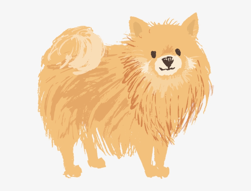 Pomeranian Tan - Pomeranian, transparent png #8429178