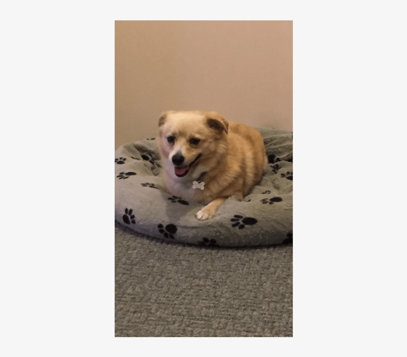 Chester Small Male Mix Dog In Vic - Canaan Dog, transparent png #8429209