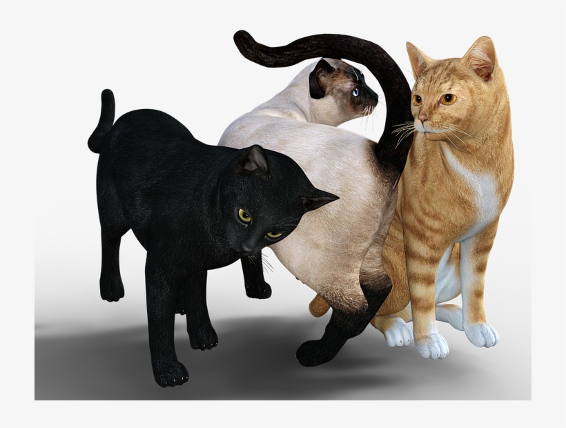 Cat, Mackerel, Graugetiegert, Kitten, Sneak, Cute - Cat Purring Transparent, transparent png #8429673