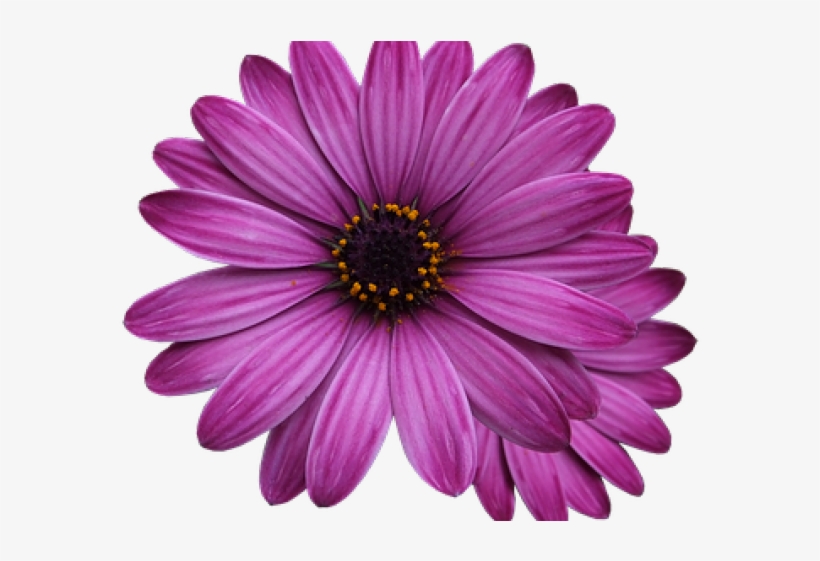 Transparent Background Single Flower Png Free Transparent Png