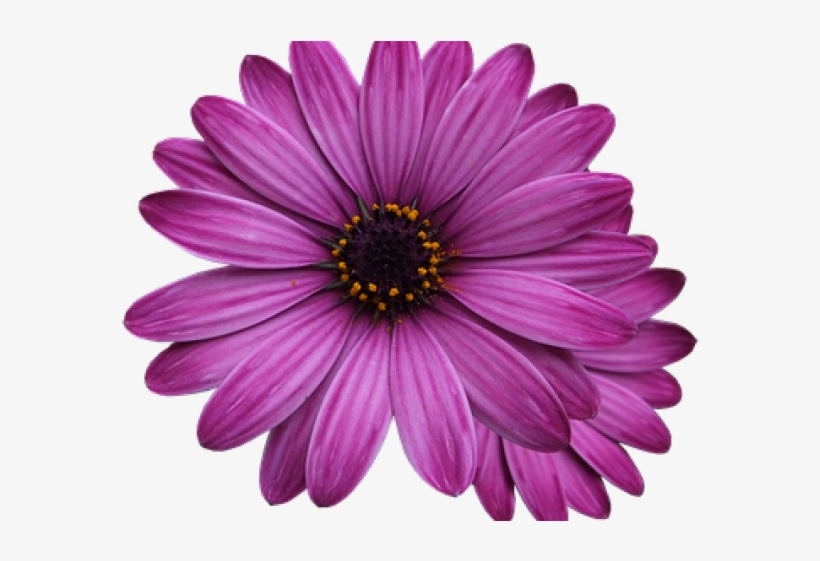 Transparent Background Single Flower Png - Free Transparent PNG Download -  PNGkey