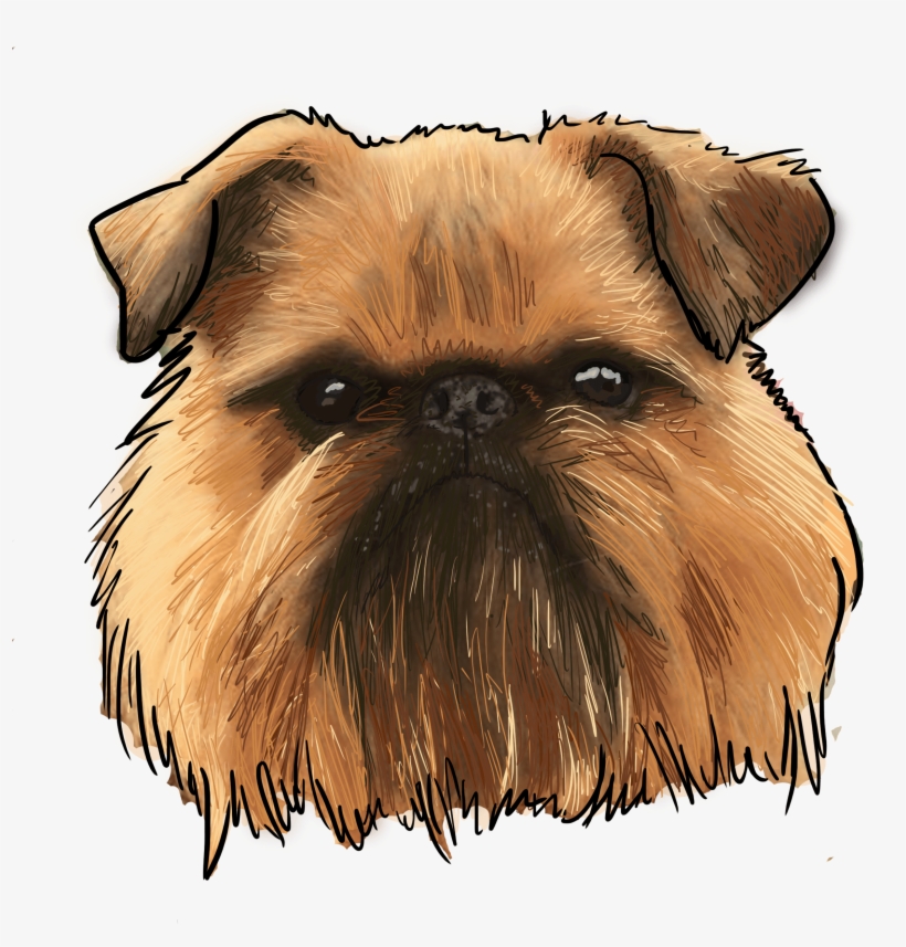 Brussels Griffon, Why Are You A Dog On This Episode - Companion Dog, transparent png #8430885