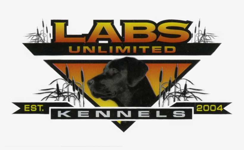 Labrador Retriever, transparent png #8430936