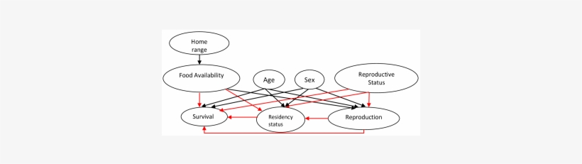 Complete Probabilistic Model Of The Arctic Foxes - Circle, transparent png #8431283