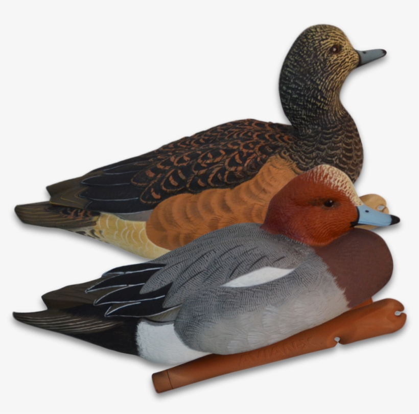 Image Of The Avian-x Widgeon Decoys - Pibeænder Lokker, transparent png #8431471