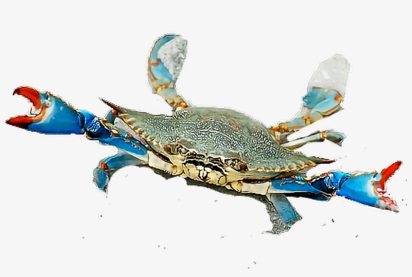 Report Abuse - Dalyan Mavi Yengeç, transparent png #8431702